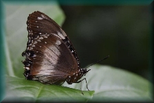 Australian Butterfly Sanctuary