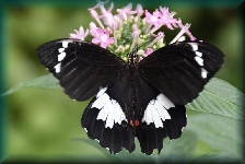 Australian Butterfly Sanctuary