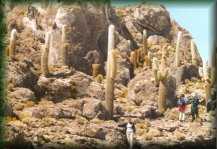 Cactuseiland