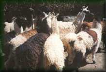 Lama´s