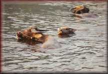 Buffels