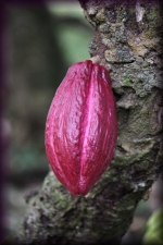 Cacao