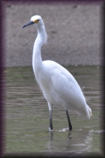 Zilverreiger