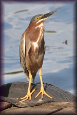 Groene reiger