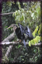 Slangenhalsvogel