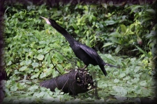 Slangenhalsvogel