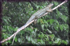 Leguaan