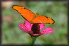 Passiebloemvlinder