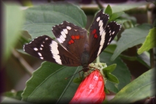 Vlinder