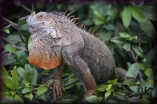 Leguaan