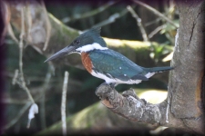 IJsvogel