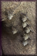 Vleermuizen
