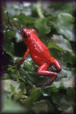 Blue jeans frog