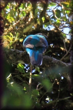 Quetzal