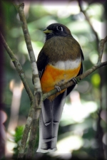Trogon