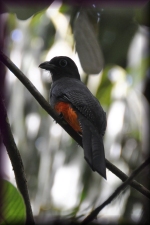 Bairds trogon