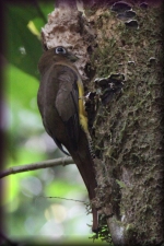 Guyanatrogon