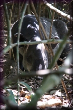 Tapir