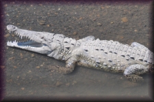 Krokodil