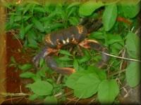 Krab