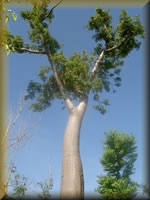 Ceiba boom