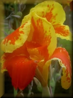 Bloem
