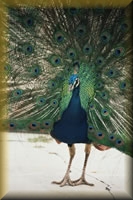 Pauw