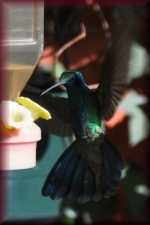 Colibri