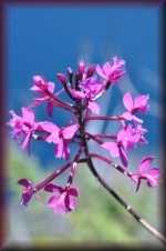 Orchidee