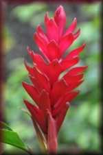 papagaaibloem