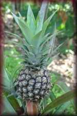 Ananasplant