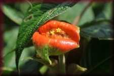 Junglebloem