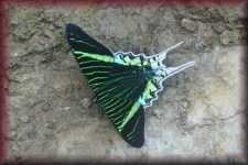 Vlinder