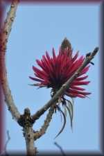 Bloem