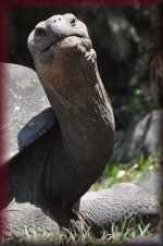 Galapagosschildpad
