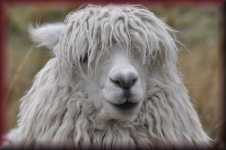 Alpaca