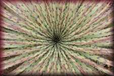 Agave
