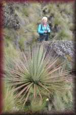 Agave