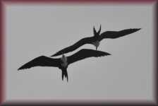 Fregatvogels