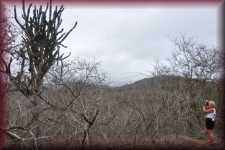 Cactussen