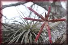 bloeiende bromelia