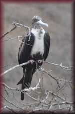 Fregatvogel