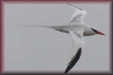 Red-billed Tropicbird