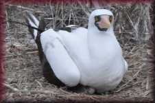 Nasca Boobie
