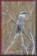 Vink