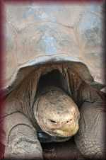 Schildpad