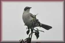 Mockingbird
