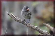 Darwin Finch