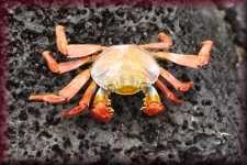 Sally Lightfoot Crab