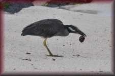 Reiger